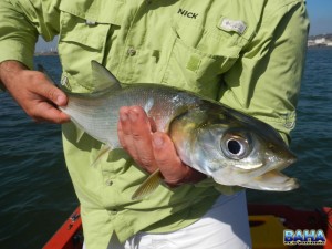 Durban Harbour Springer