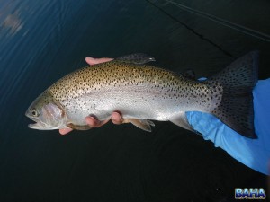 A smaller UHTFC trout