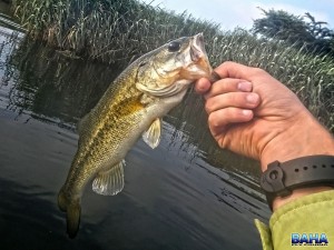 Yet another largemouth bass