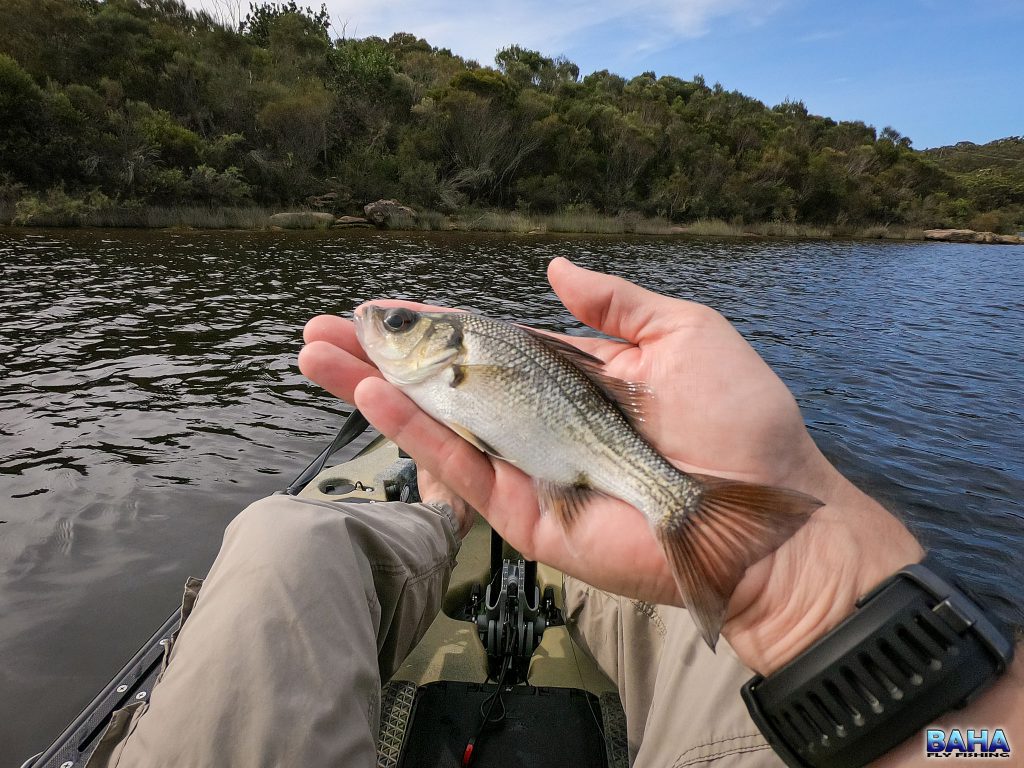 A small Australian bass caught at Manly Dam