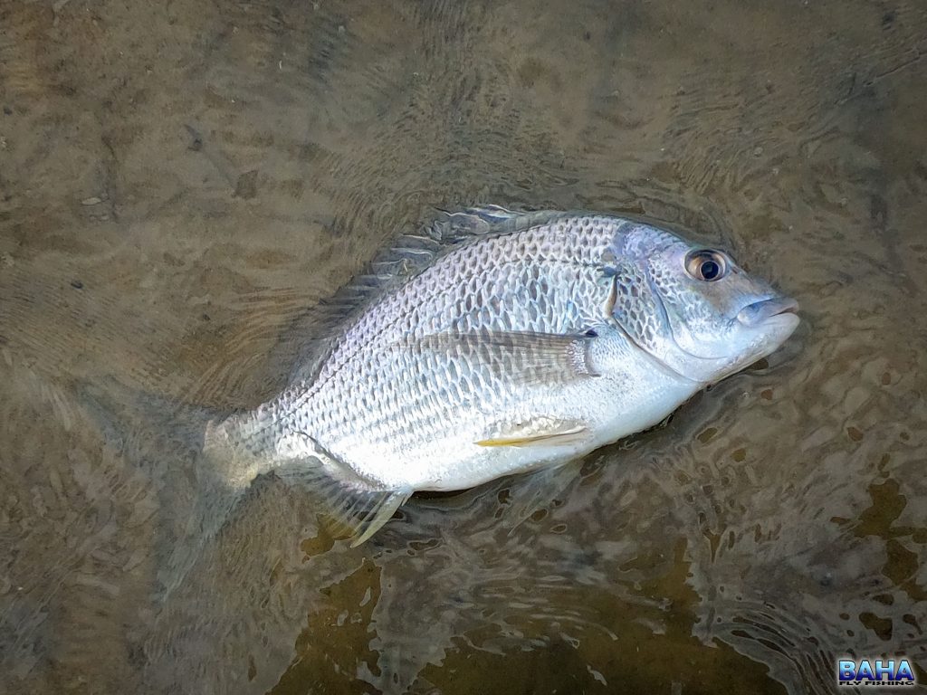 A yellowfin bream caught on the flats