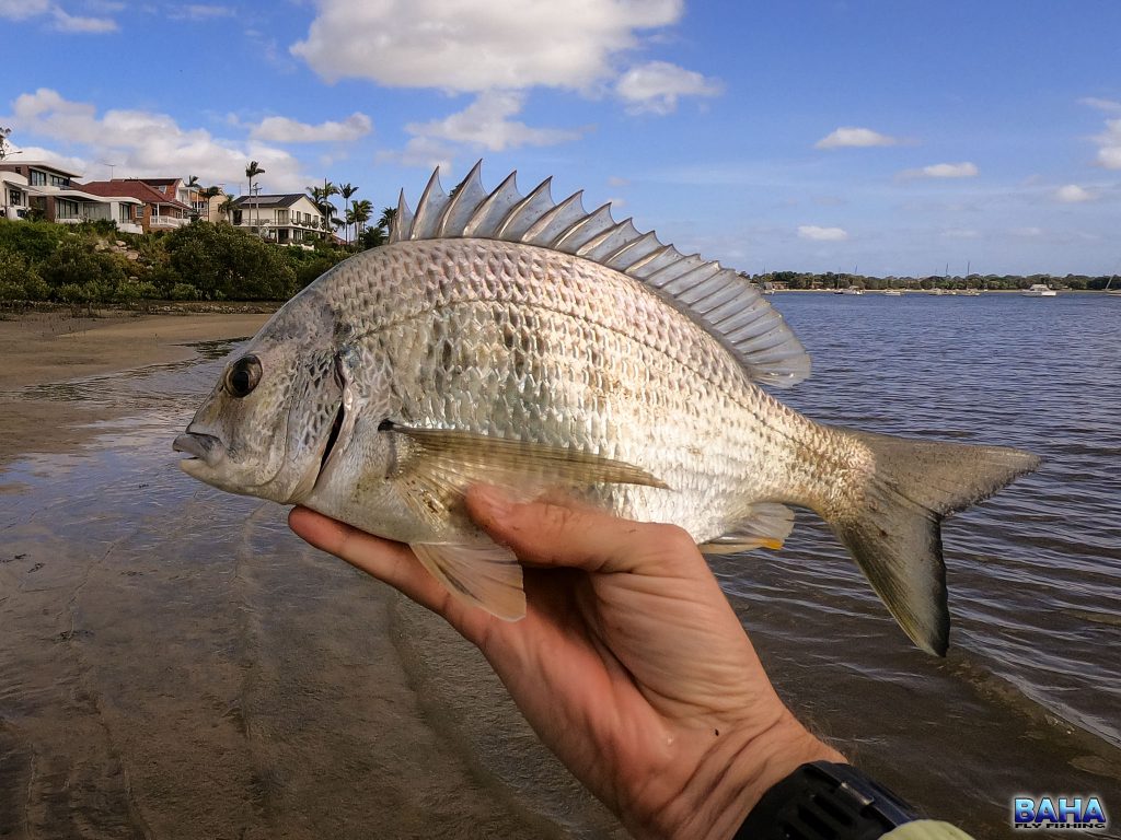 Warren's first yellowfin bream