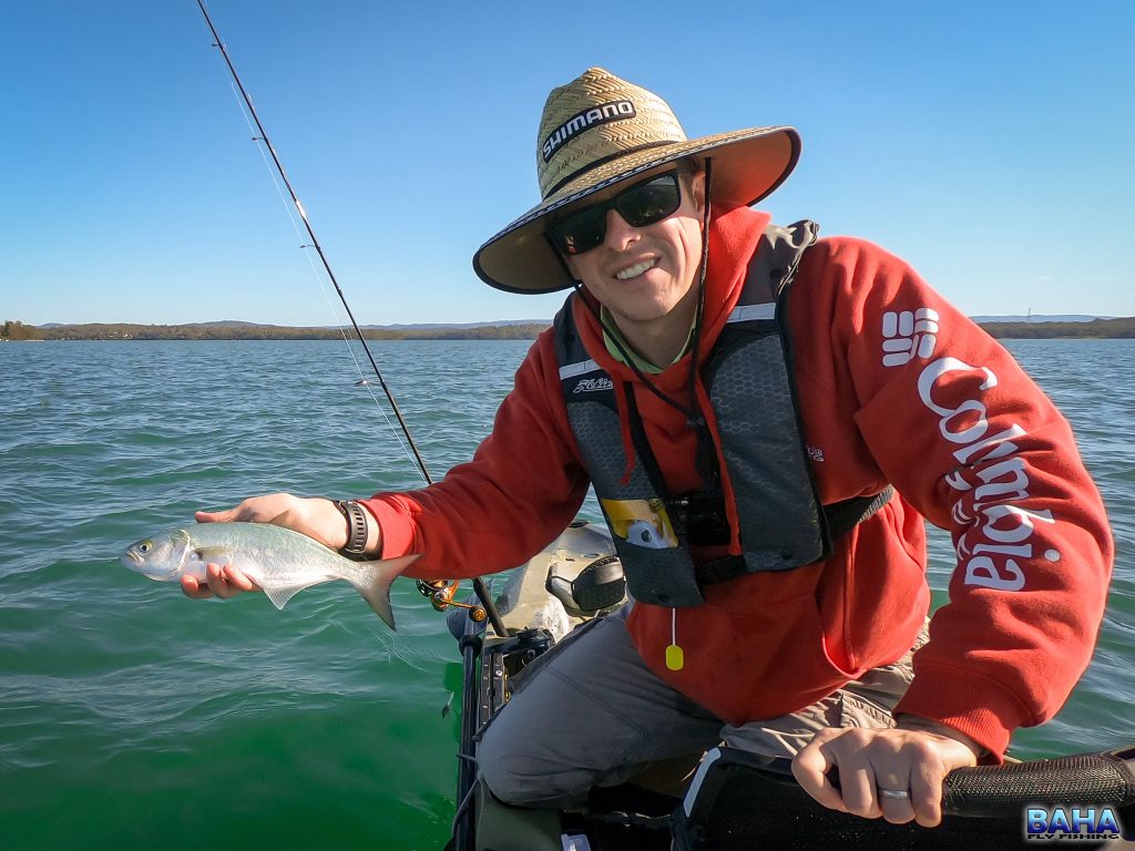 A small tailor taken on fly at Lake Macquarie