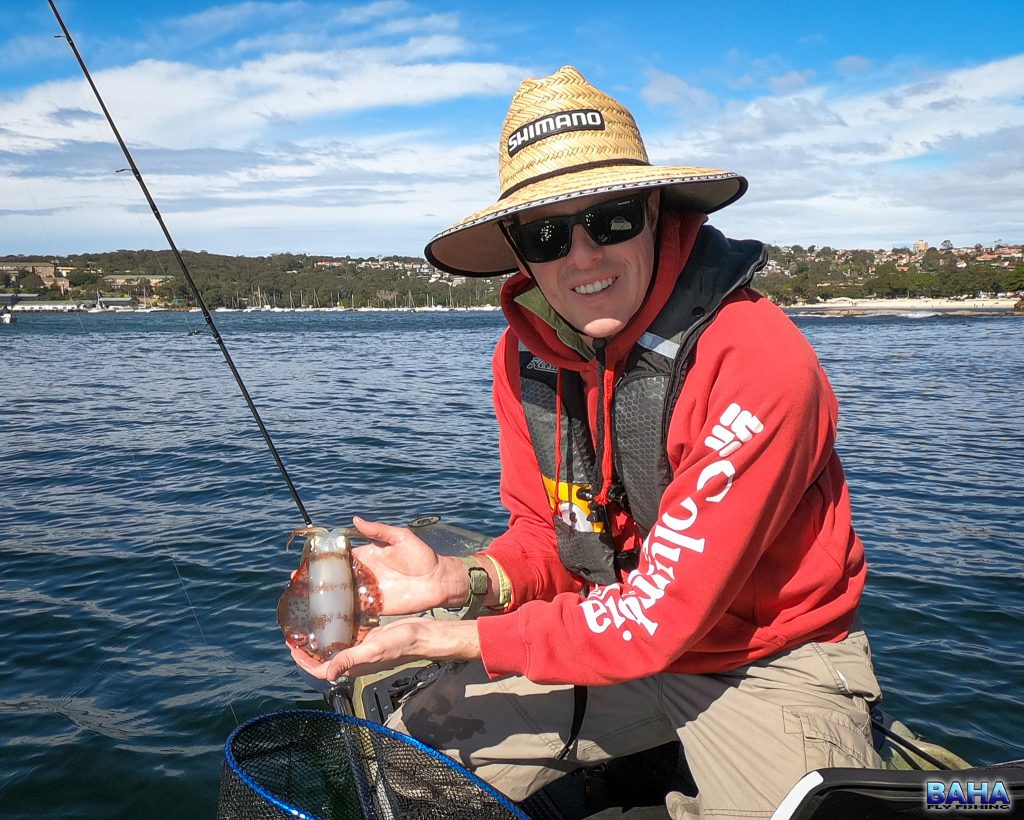 A squid caught in the Sydney Harbour