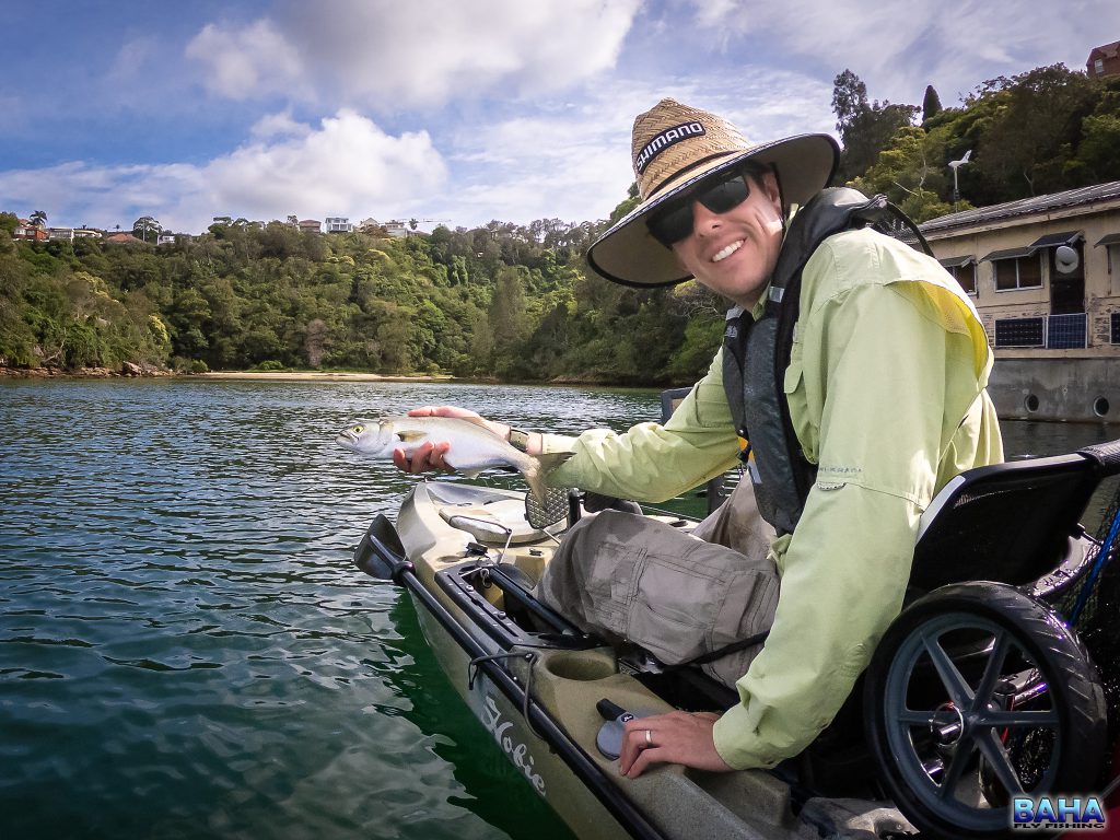A small tailor caught fly fishing off my kayak in Middle Harbour