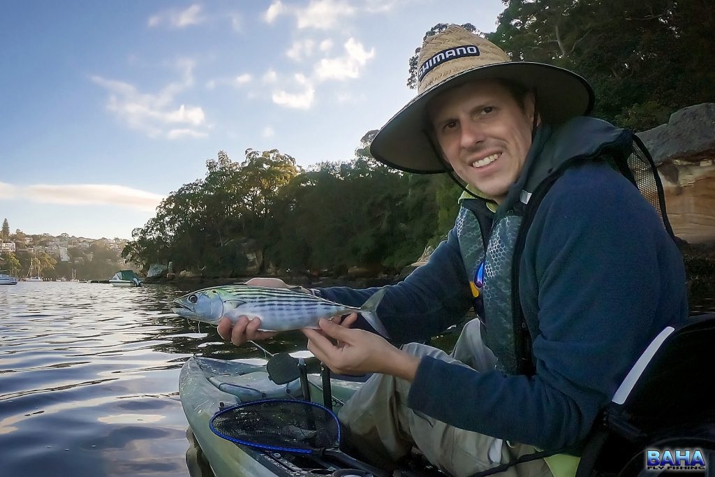 An Australian bonito caught on fly