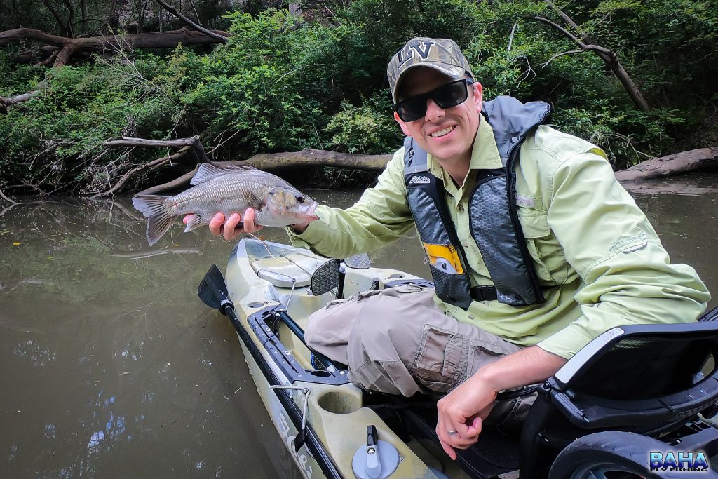 An Aussie bass caught on popper in the Lane Cover River