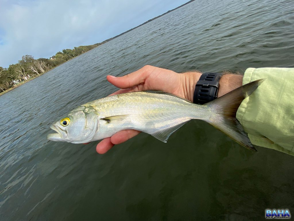 A small tailor caught on lure