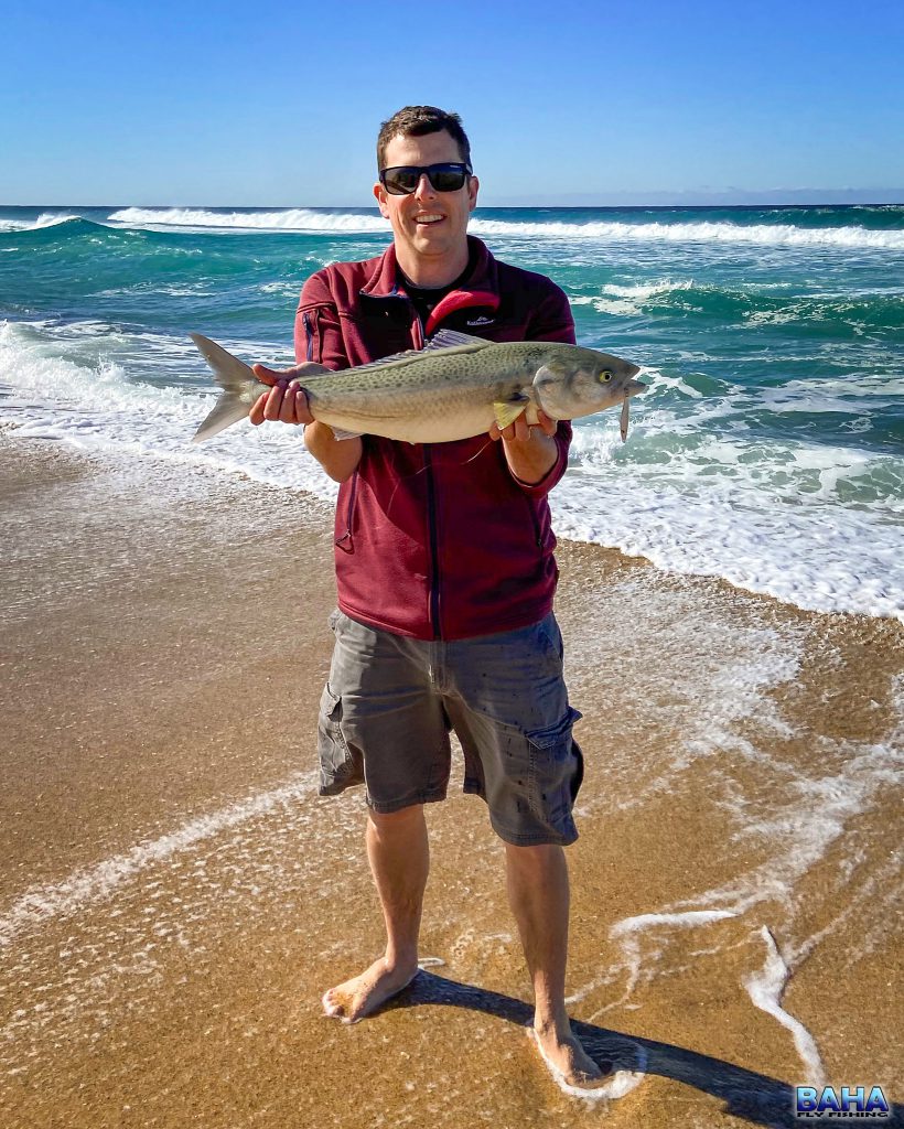 An Aussie salmon caught on lure at Blacksmiths Beach