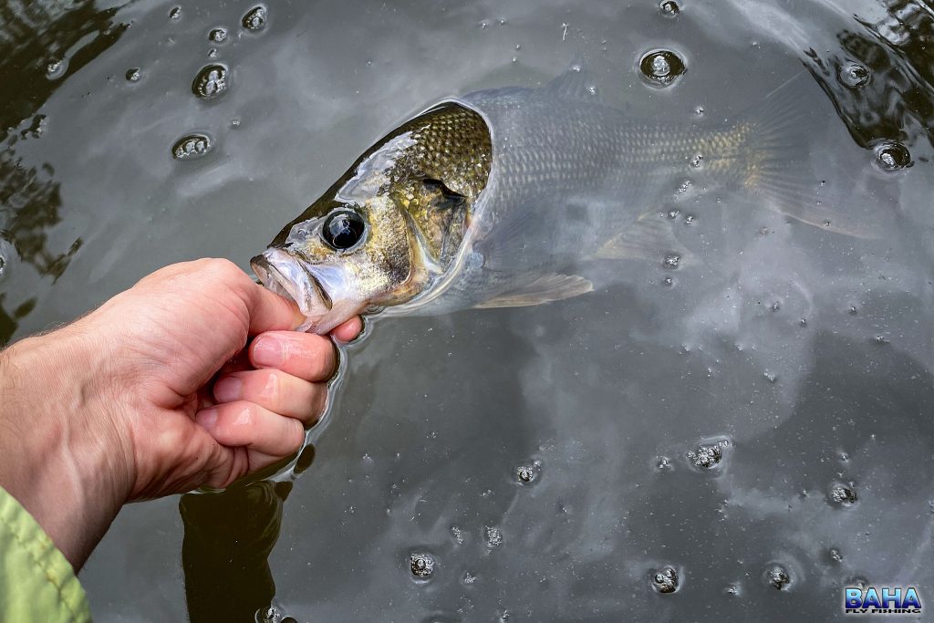 An Australian bass