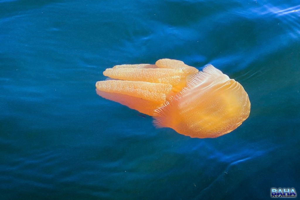 Jelly blubber in Sydney Harbour