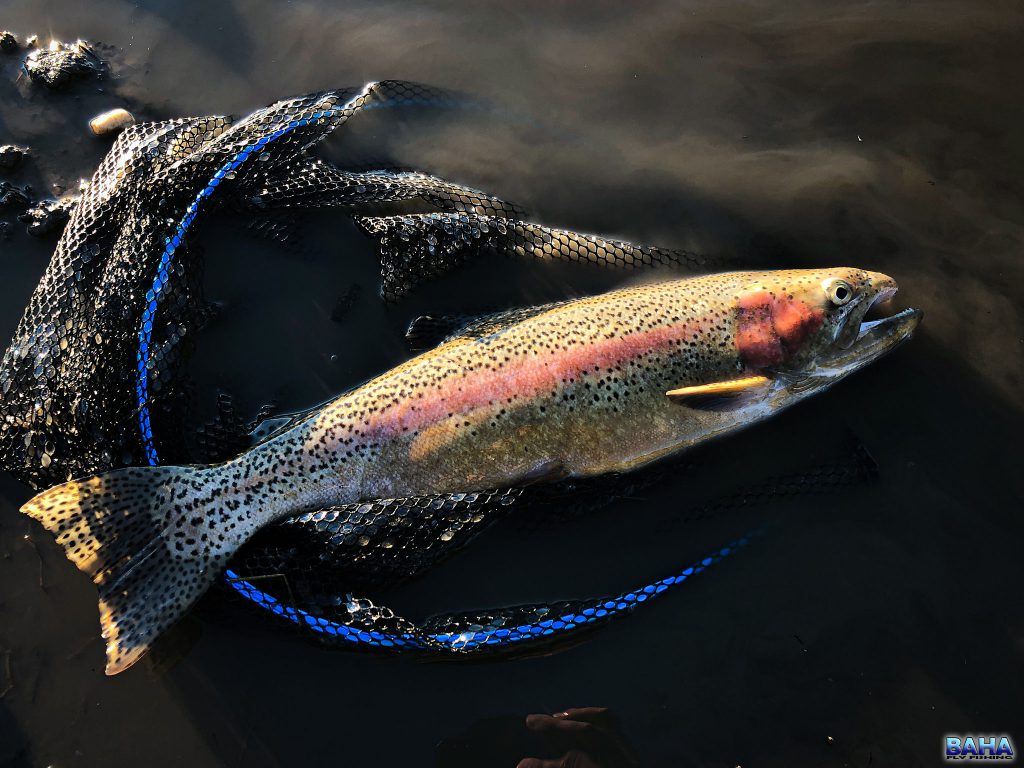 A Lake Oberon rainbow trout