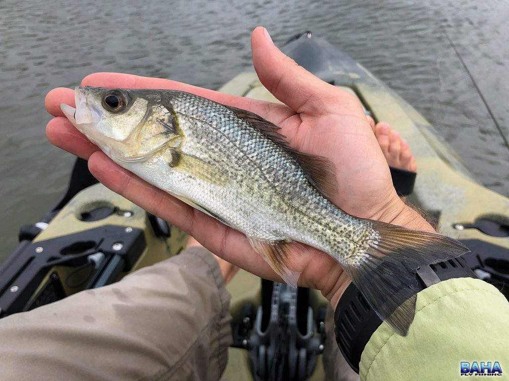 A small Australian bass caught at Manly Dam