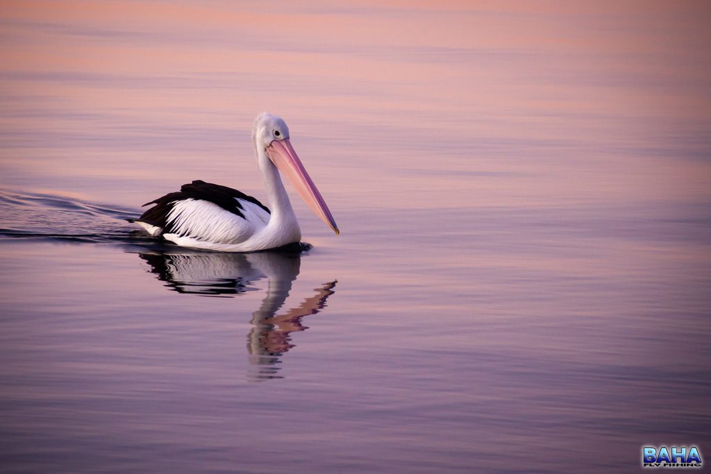 A pelican at sunset on Lake Macquarie