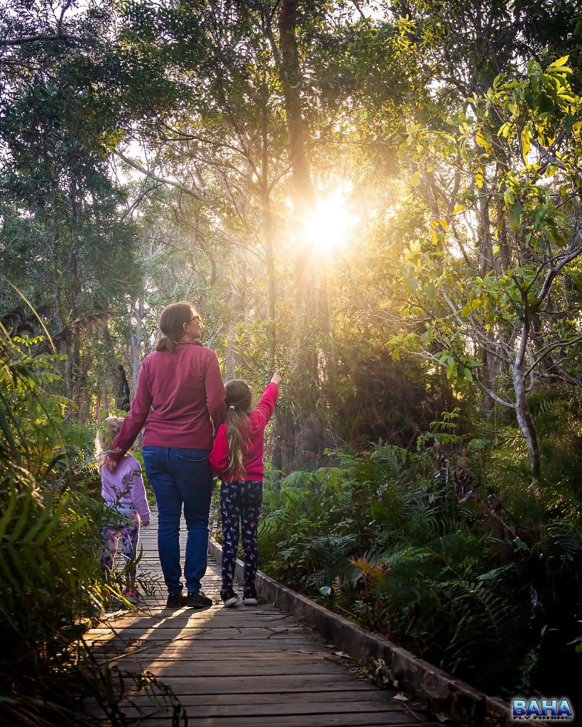 Looking for koalas at Koala Shores