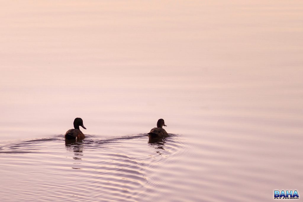 Sunset ducks