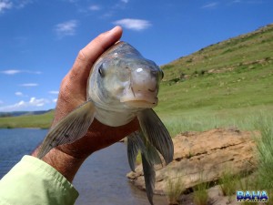 A Natal mudfish