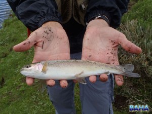 Wild Lesotho trout