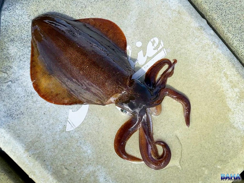 A southern calamari