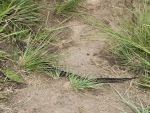 A Berg Adder We Encountered