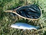 Warren's Second Rainbow Of The Trip