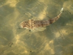 Bartailed Flathead In The Water