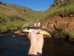 My First Brown Of The Day