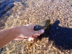 Catch And Release