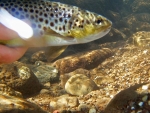 An Underwater Release