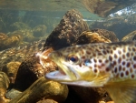 A Brown Trout Underwater With Fly In Mouth
