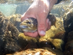 A Brown Being Released