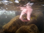 Releasing A Brown
