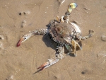 The Crab I Caught