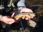 Nick's First Wild Brown Trout