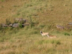 Eland At Giant's Castle