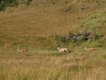 Eland On The Move