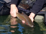 Rainbow Trout