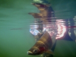Releasing A Rainbow Trout