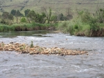 The Mooi River, Kamberg
