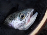 Rainbow Trout From Kamberg