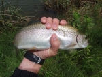 My Second Rainbow Trout Of The Day