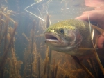 Rainbow Trout Release