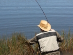 Trout In The Reeds