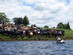 Cow Fishing