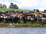 Cow Catch And Release