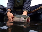Rainbow Trout Release From Tube