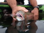 Releasing A Rainbow Trout