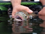 Trout Release
