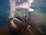 Underwater Trout