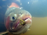 Another Underwater Trout
